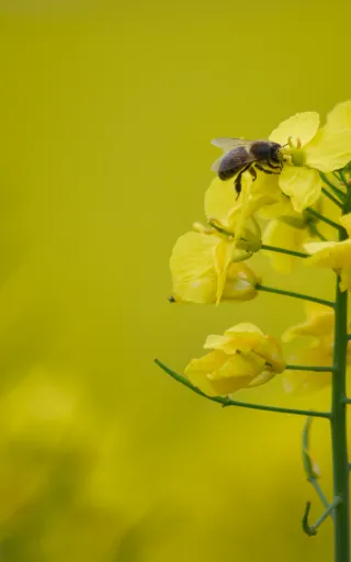 Une abeille butine une fleur de colza