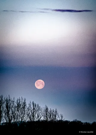 Photo de la Super Lune Rose. Au premier plan, des arbres.