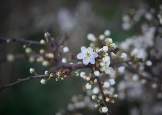 Une branche de prunier (`prunus spinosa`) en fleur.