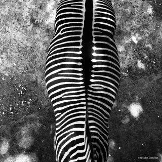 Un zèbre tronqué (on ne voit pas sa tête ni sa queue) vu par le dessus. La photo est en noir et blanc.