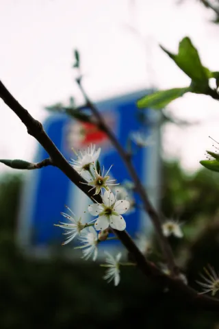 Une branche de prunier (`prunus spinosa`) en fleur. En arrière plan, un panneau de signalisation « Voie sans issue ».