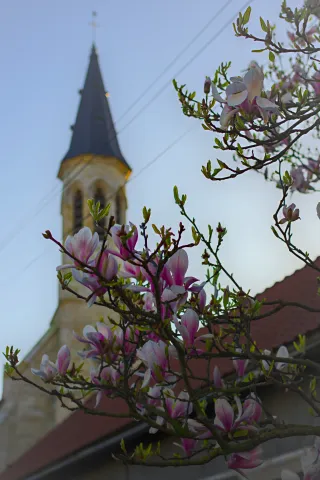 Un magnolia en fleurs.  En arrière plan, une église.