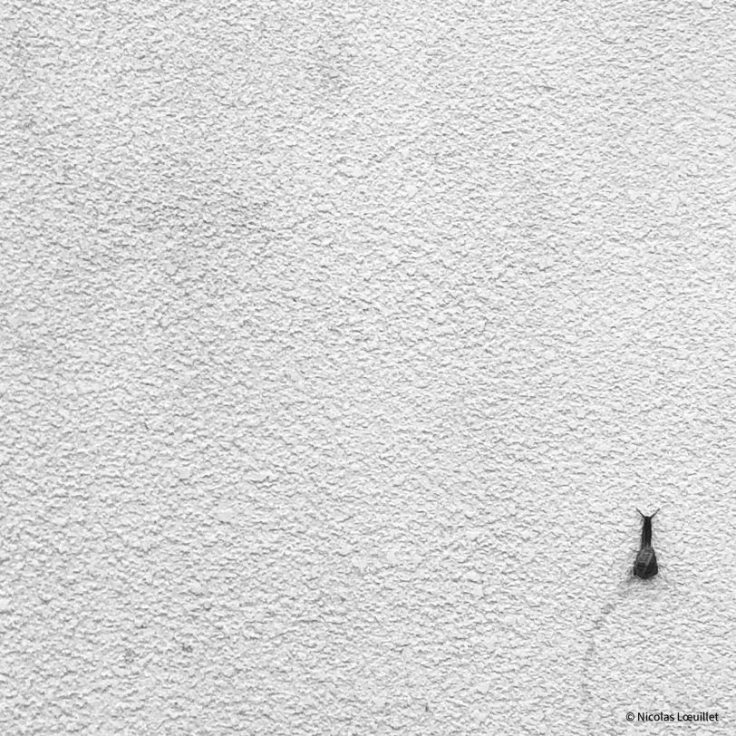 Photo carrée d'un mur. Tout en bas à droite, un escargot. Tout le reste est vide et donne l'impression que son chemin est encore long.