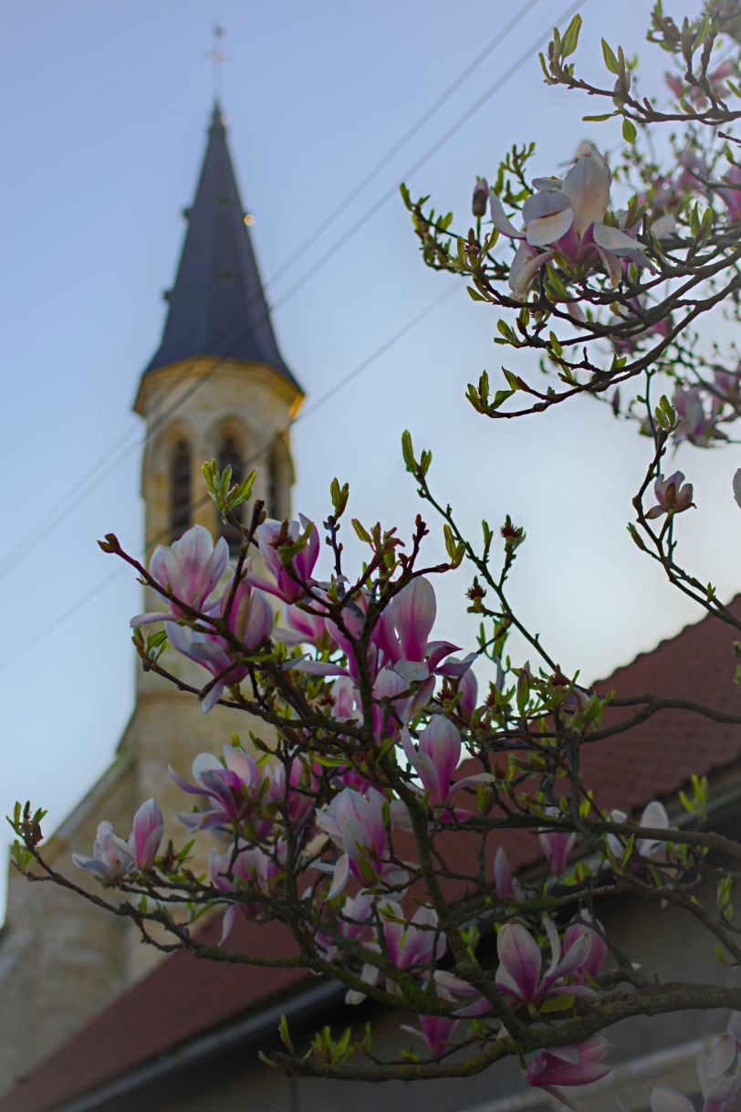 Un magnolia en fleurs. En arrière plan, une église.