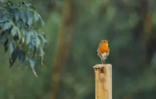 Un rouge gorge de profil, posé sur un piquet en bois