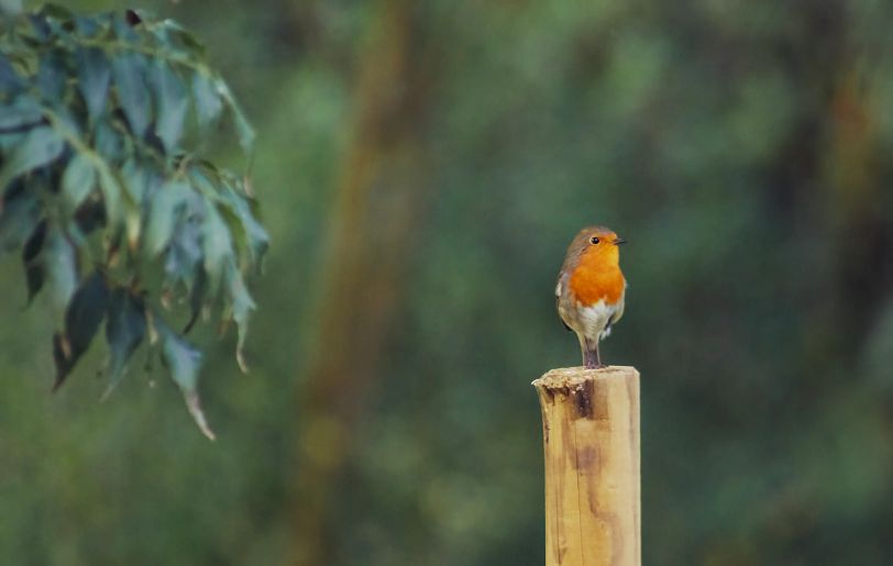 Un rouge gorge de profil, posé sur un piquet en bois